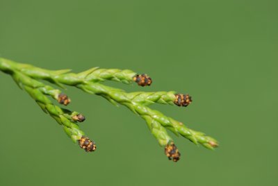 Chamaecyparis pisifera 'Filifera Aurea' -cypřišek hrachonosný 'Filifera Aurea' - jarní větévka